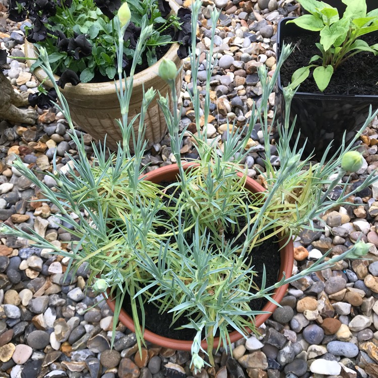 plant image 712770 plant image 712770