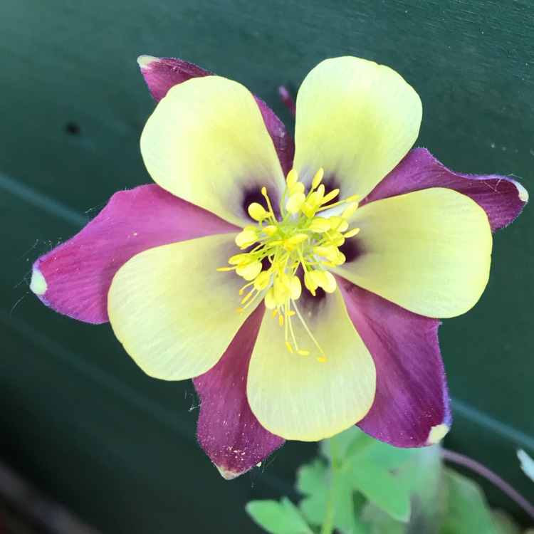 plant image 719060