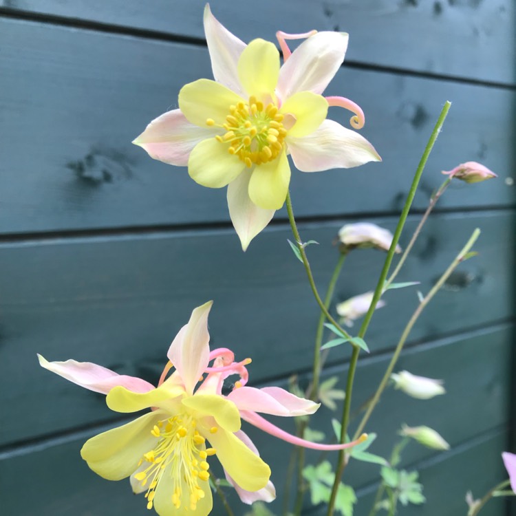 plant image 720329