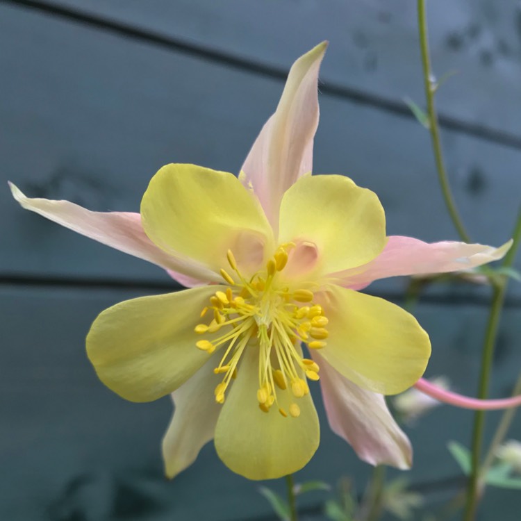 plant image 720332
