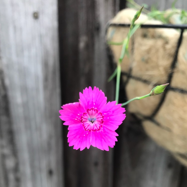 plant image 725868