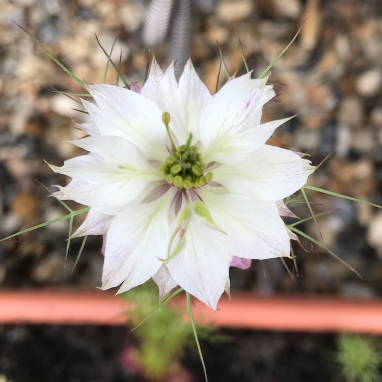 plant image 726758 plant image 726758