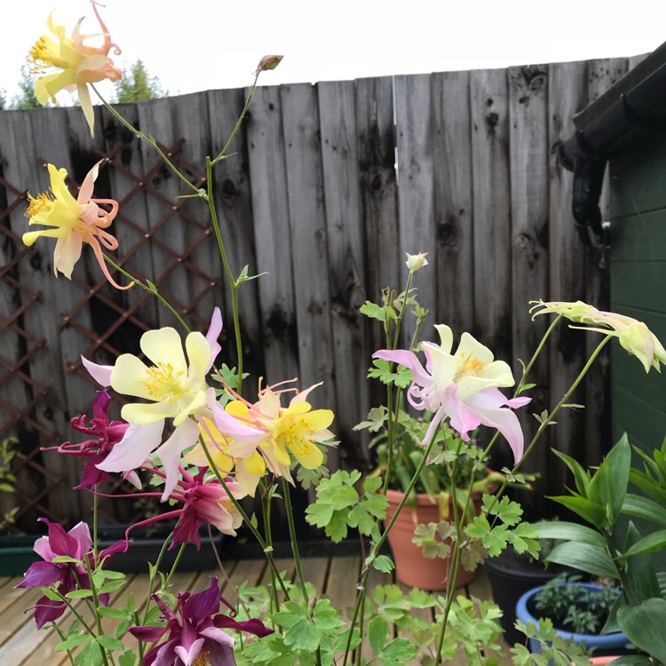 plant image 726762