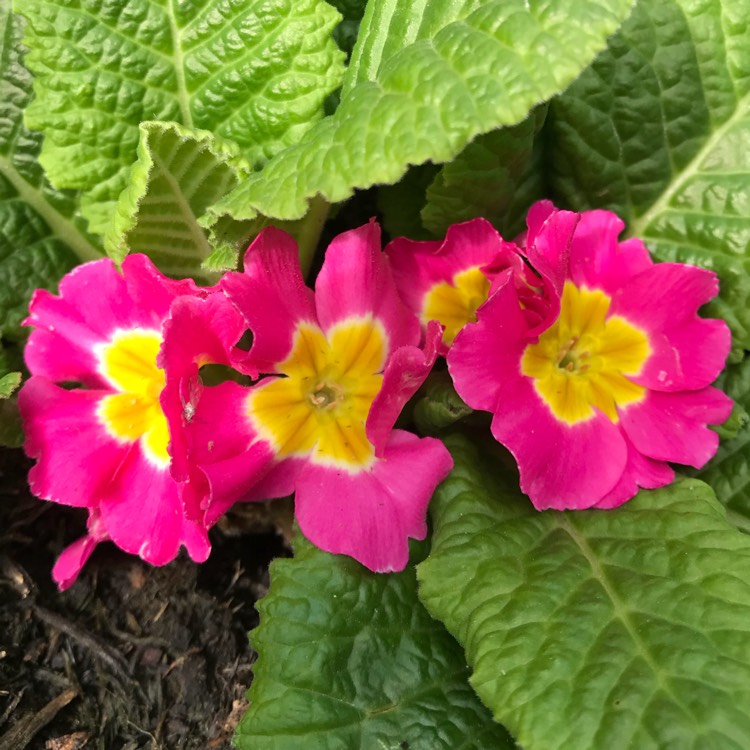 plant image 728725
