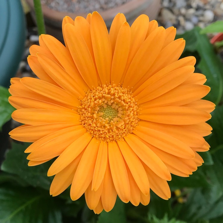 plant image 728728 plant image 728728
