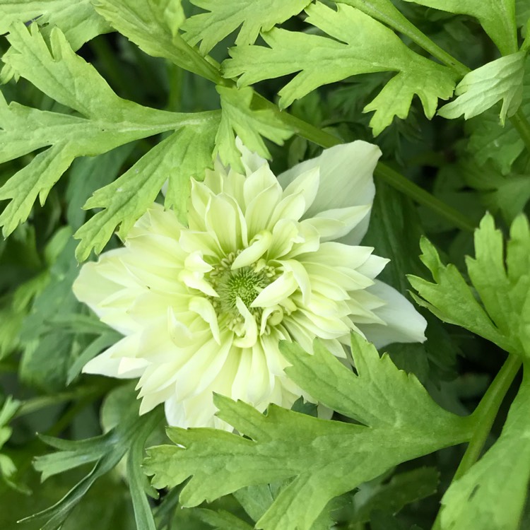 plant image 728755 plant image 728755