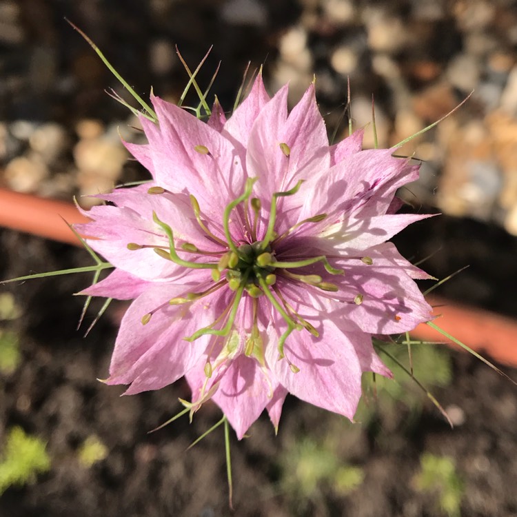 plant image 728779 plant image 728779