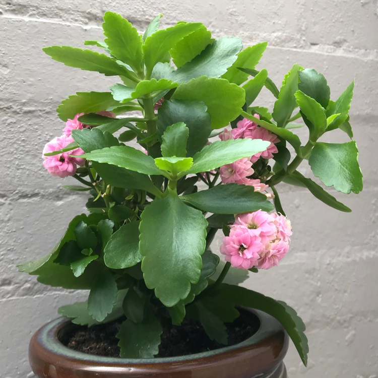 plant image 733457