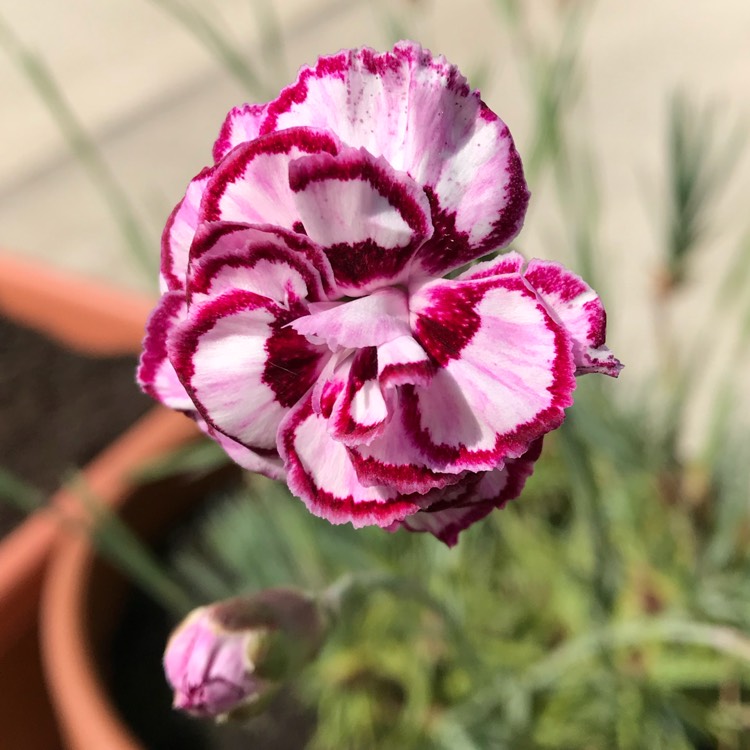 Plant image Dianthus plumarius 'Gran's Favourite'