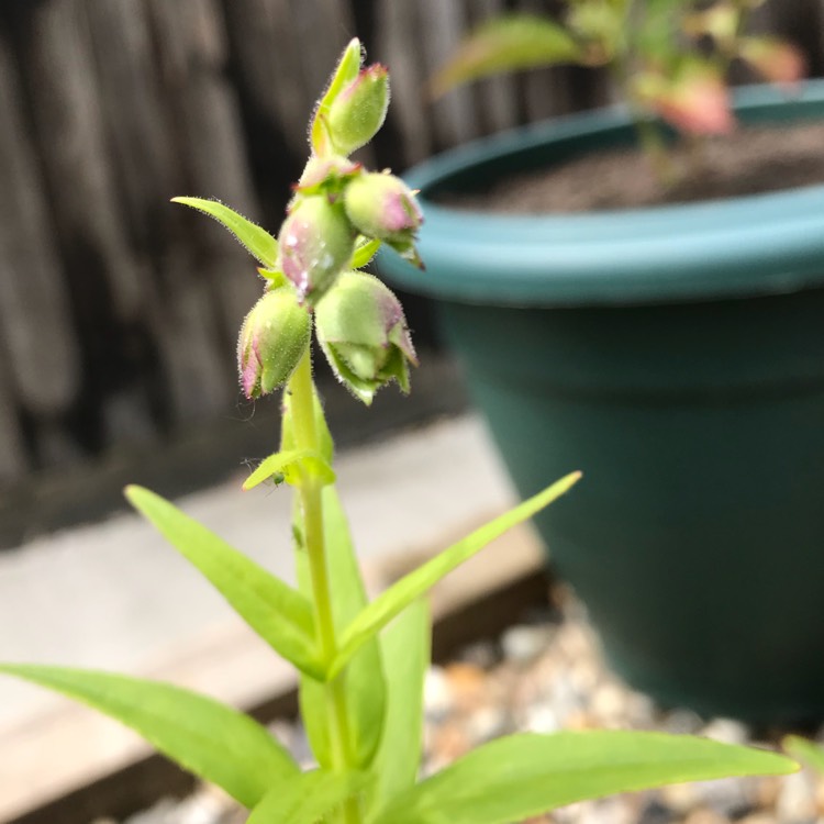 plant image 744850