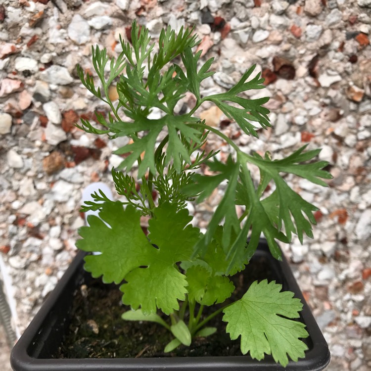 plant image 745305