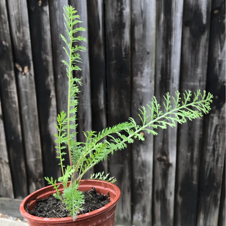 plant image 745309 plant image 745309