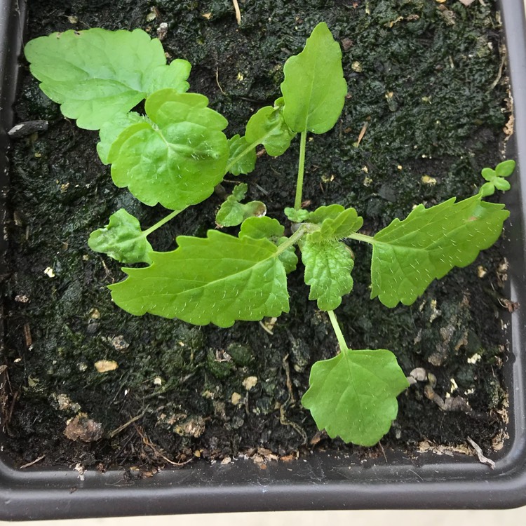 plant image 745311