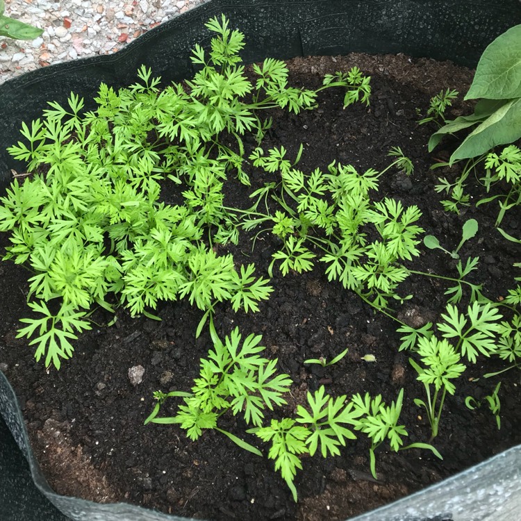 plant image 745314 plant image 745314