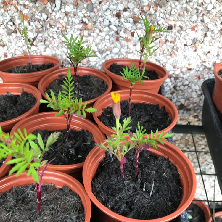 plant image 745320