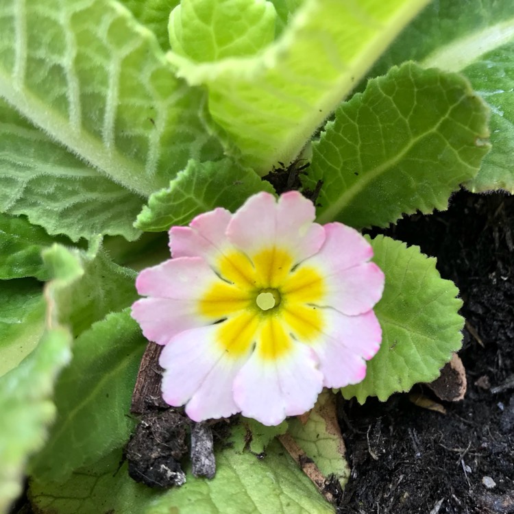 plant image 747997