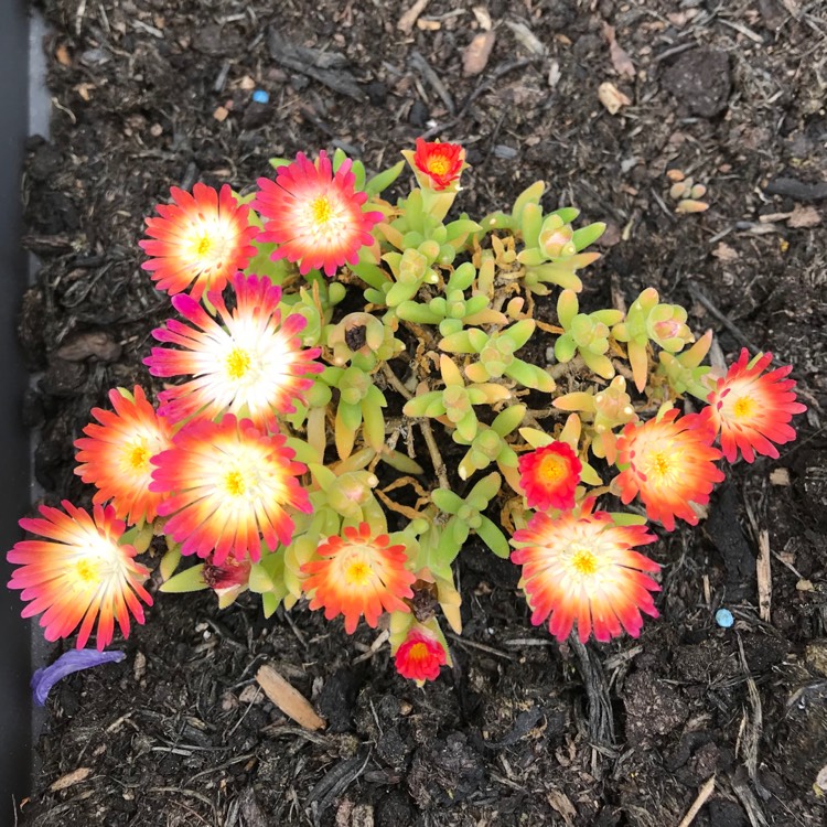 Plant image Delosperma cooperi 'Jewel of Desert Topaz' (Jewel of Desert Series)