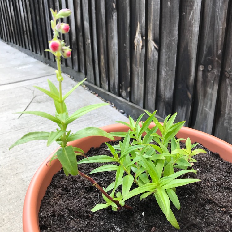 plant image 753663