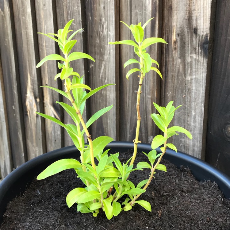 plant image 753668
