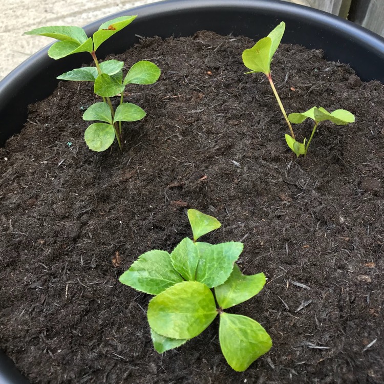 plant image 753679 plant image 753679
