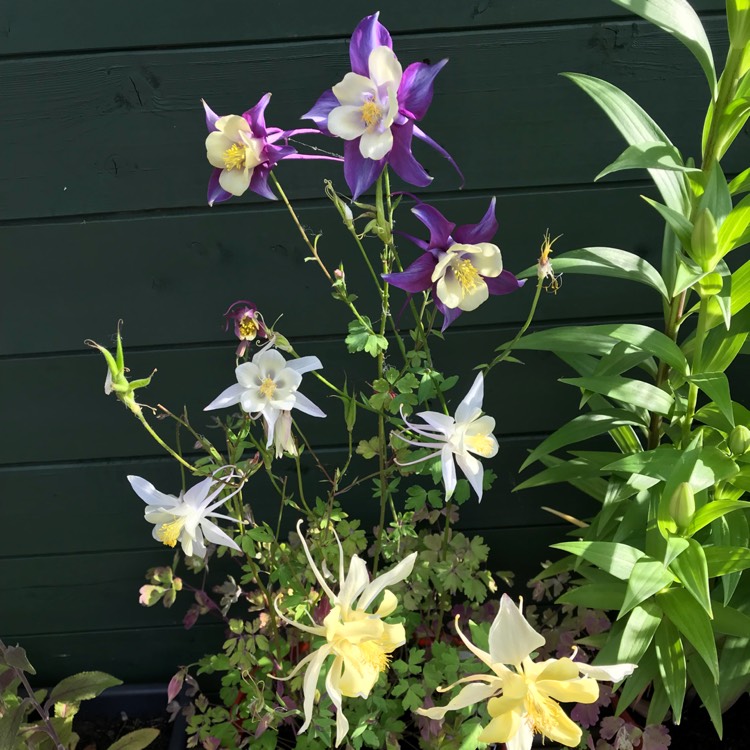 plant image 753686
