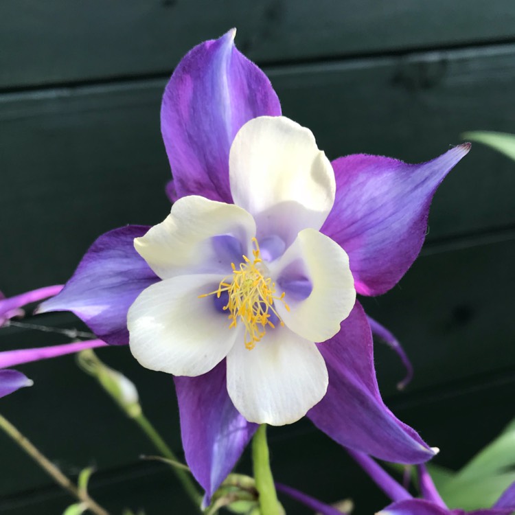 plant image 753687