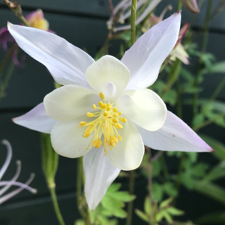 plant image 753688