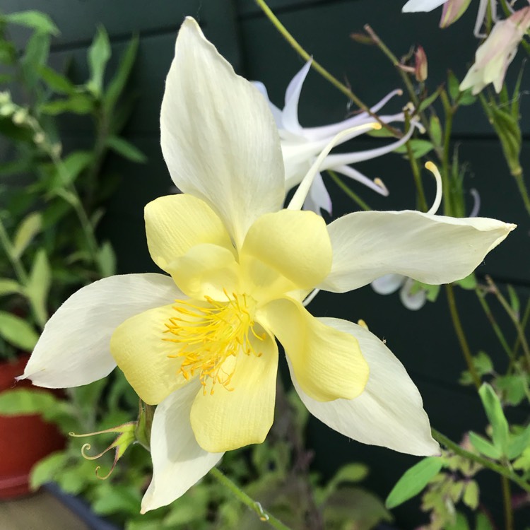 plant image 753689
