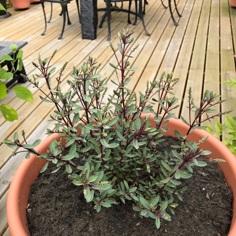 plant image 753695