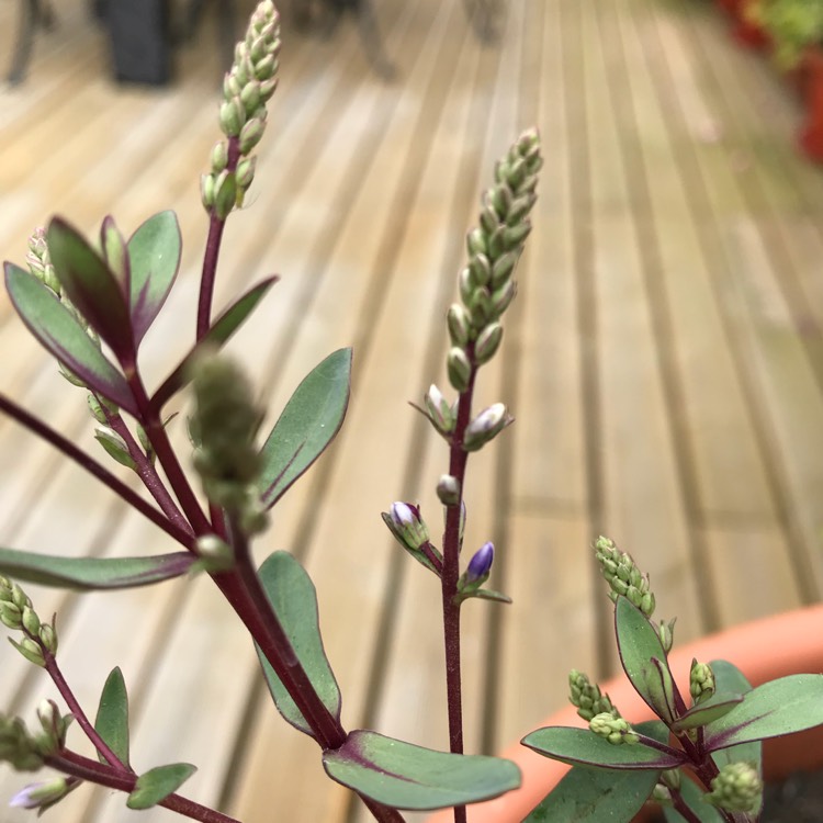 plant image 753696