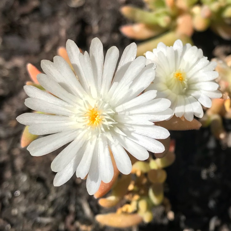 plant image 755679