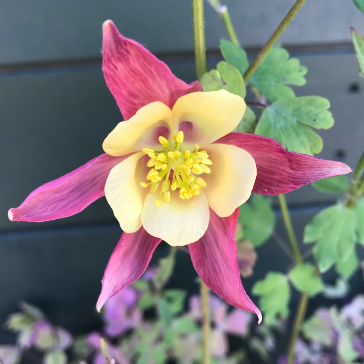 plant image 757751