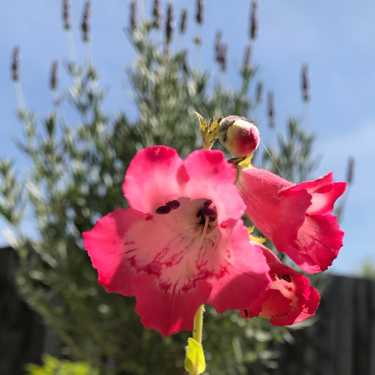 plant image 759198
