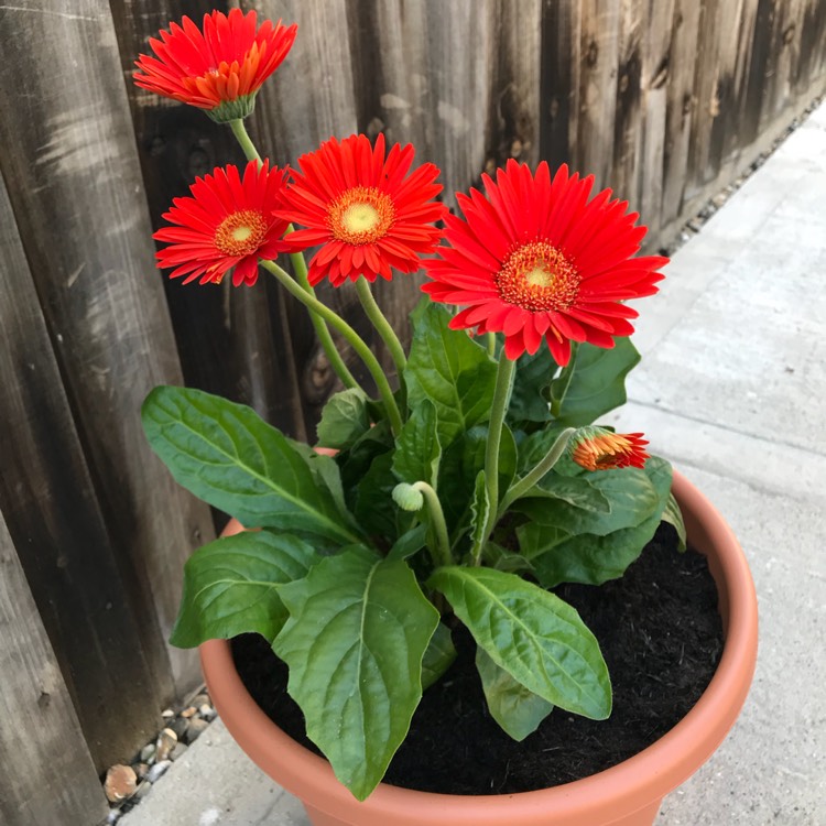 plant image 759213 plant image 759213
