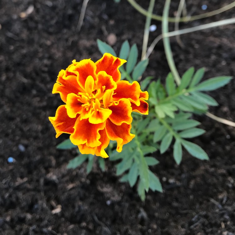 plant image 764048