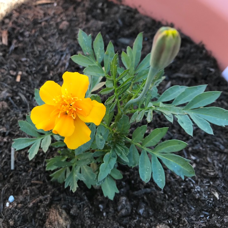 plant image 764049