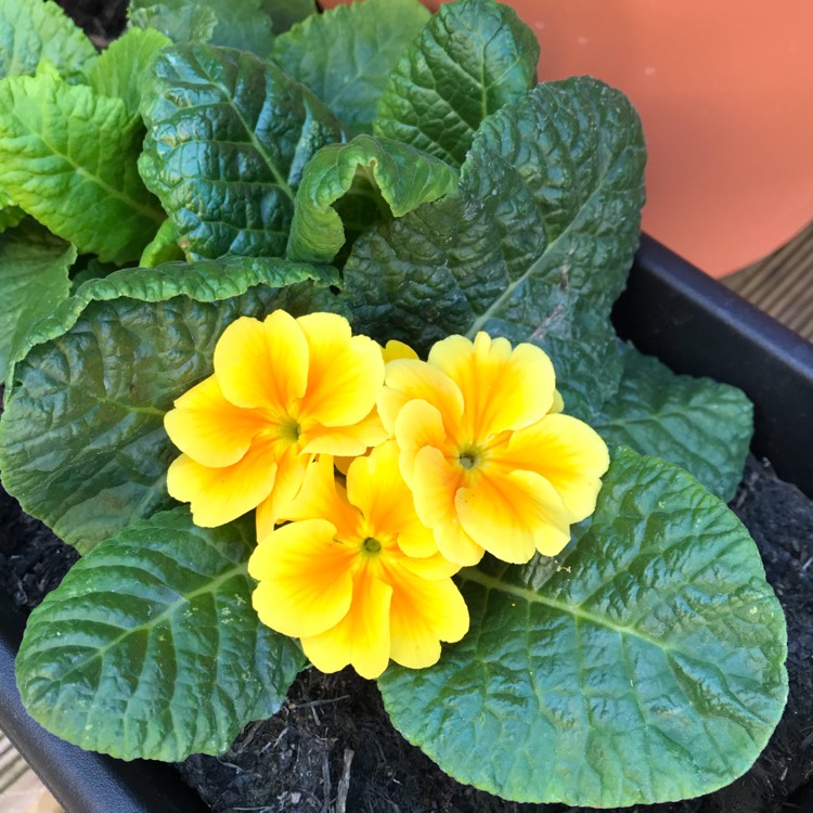 plant image 764057