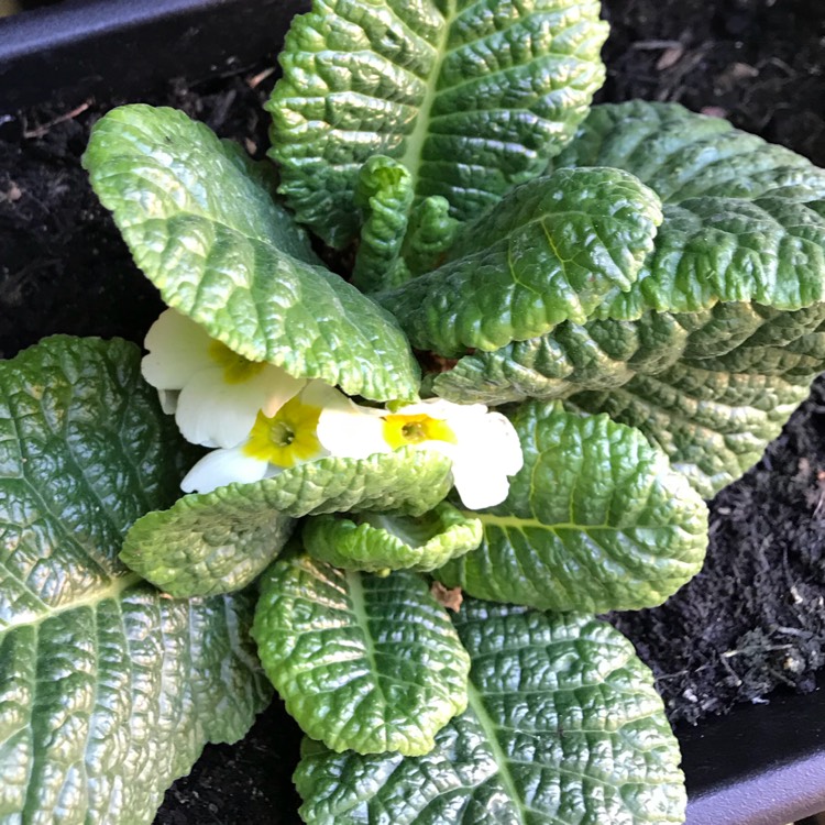 plant image 764058