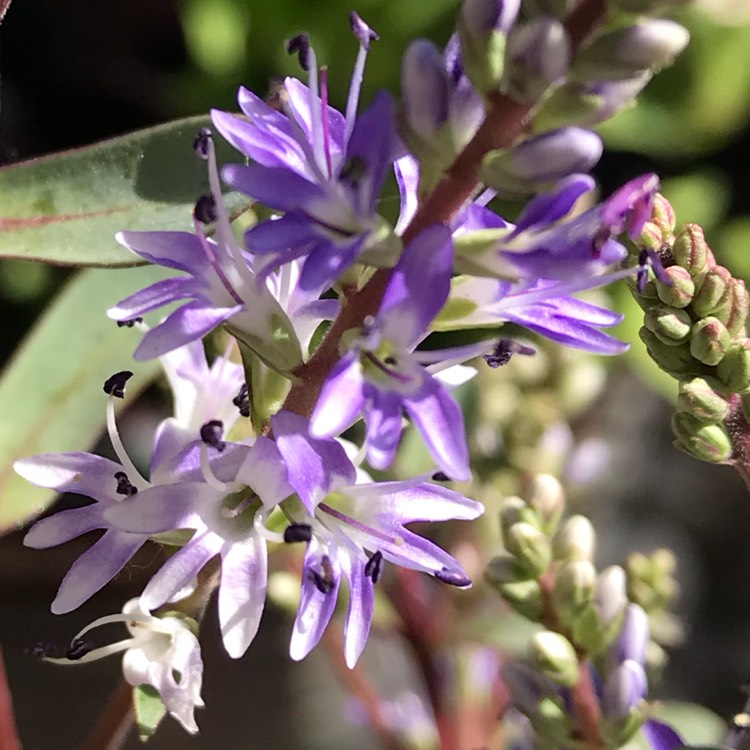 plant image 764068