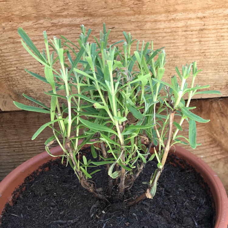 plant image 764422 plant image 764422