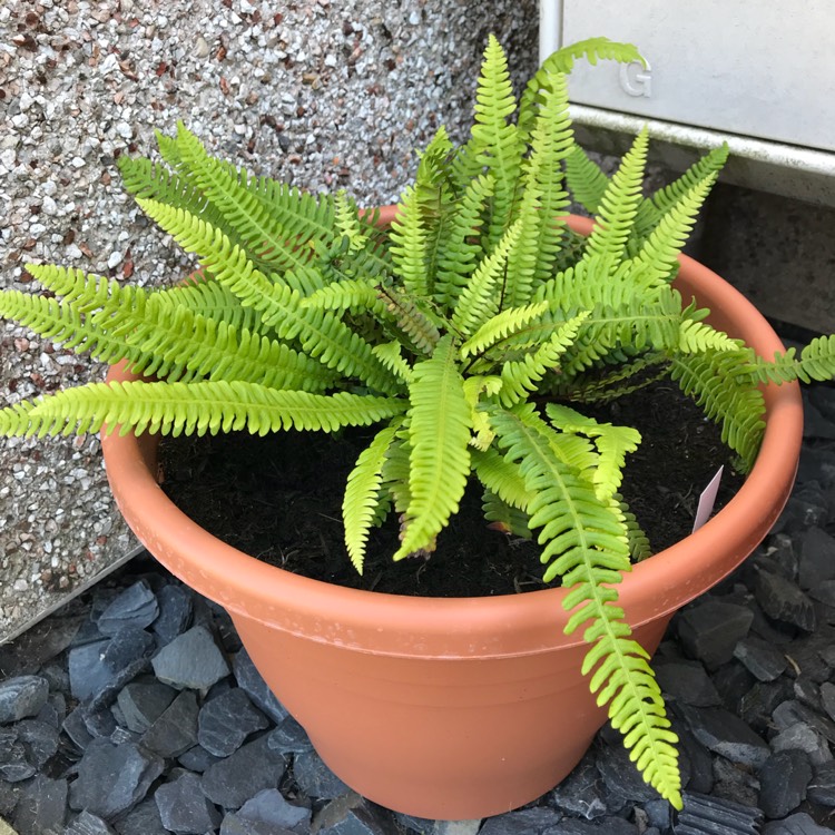 plant image 764448 plant image 764448