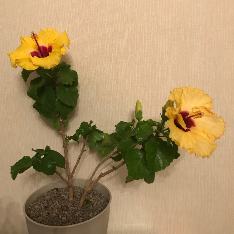 plant image 766477 plant image 766477