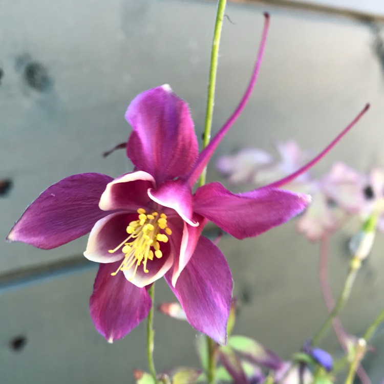 plant image 767666