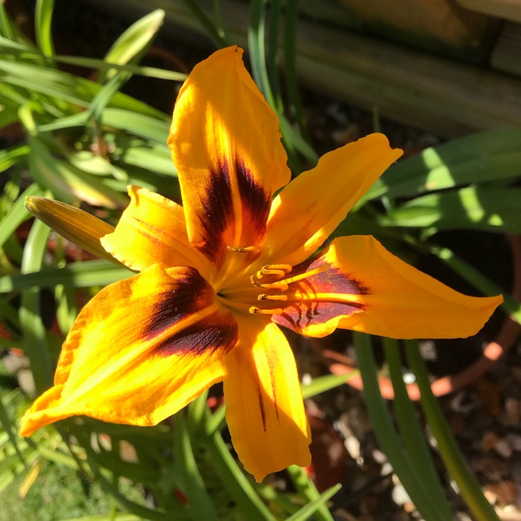 plant image 769134 plant image 769134