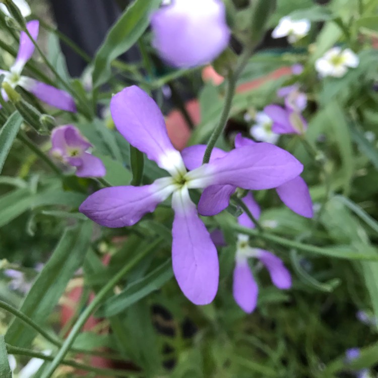 plant image 769591