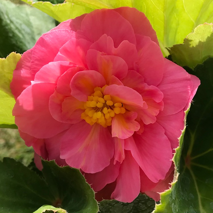 plant image 772400
