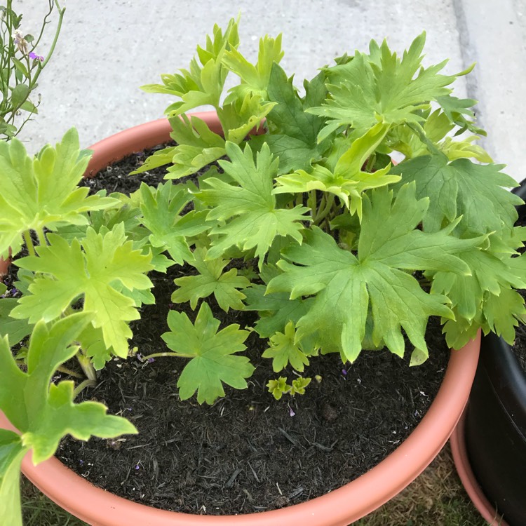 plant image 772422 plant image 772422