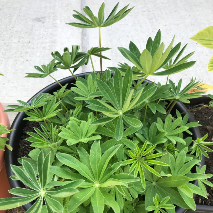 Plant image Lupinus 'Tutti Frutti'