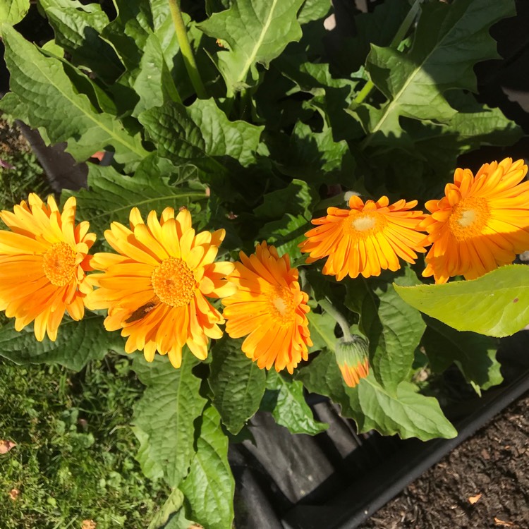 plant image 772432 plant image 772432