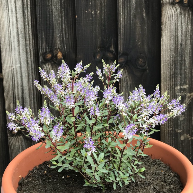 plant image 773506